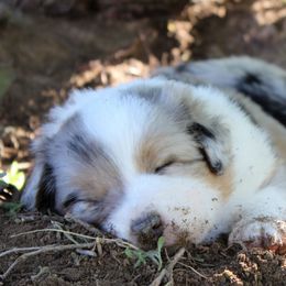 Australian Shepherd Puppies from Frying Pan Ranch Australian Shepherds