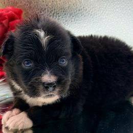 Black widow - Black tri female Toy Australian Shepherd puppy in Blacksburg, South Carolina from Rustic Rose Toy Australian Shepherds
