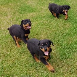 Rottweiler Puppies from Jestors Rottweilers