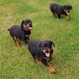 Rottweiler Puppies from Jestors Rottweilers