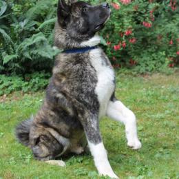 Akita All Grown Up from Ursa Major Akitas