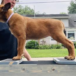 Belgian Malinois Puppies from Pyrex Kennels