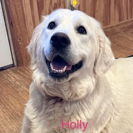 Holly - Golden Retriever