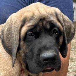 Girl 6 - Fawn female Mastiff puppy in Laredo, Texas from Huereca Mastiff