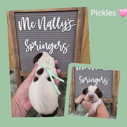 Pickles - Liver and white female English Springer Spaniel puppy in Freeland, Michigan from McNally's Springer Spaniels