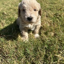 Hot Pink - Cream female Goldendoodle puppy in Winston, Georgia from Grandview Goldendoodles