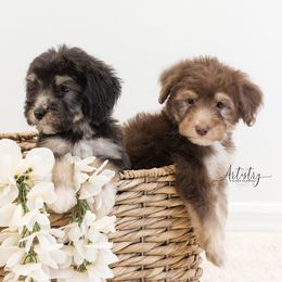 Bernedoodle and Aussiedoodle Puppies from Lillybee