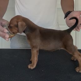 Stag Red Boy - male German Pinscher puppy in Corn Creek, Nevada from Levi German Pinschers