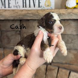 Cash - Chocolate male Goldendoodle puppy in Sanderson, Florida from Serenity Goldendoodles