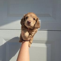 4300.. Isabella based cream - Cream female Dachshund puppy in Winter Haven, Florida from Gateway 2 Little Paws