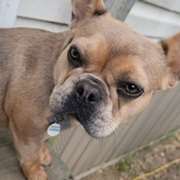 French Bulldogs from Southern Mom Frenchies