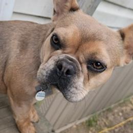 French Bulldogs from Southern Mom Frenchies