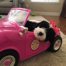 Tibetan Terrier Puppies from Zara Tibetan Terriers