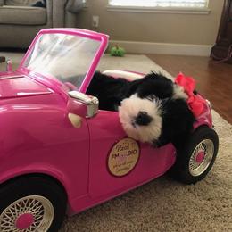 Tibetan Terrier Puppies from Zara Tibetan Terriers