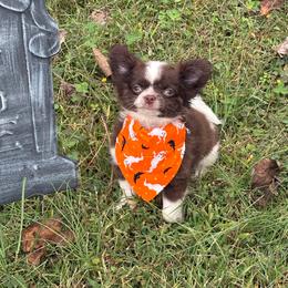 John B - Chocolate and white male Chihuahua puppy in Gloucester, Virginia from Charlotte's Web of Chihuahuas