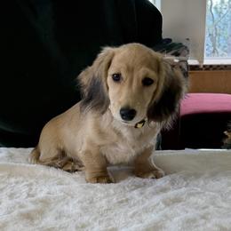 Critter Ridge Kacie - Cream male Dachshund puppy in Coulterville, California from Critter Ridge mini long hair Dachshunds