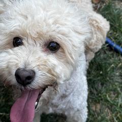 Sunshine - Poodle