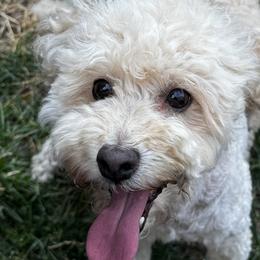 Sunshine - Poodle