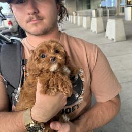 Bernedoodle, Cavapoo, Havanese, and Havapoo Puppies from Lady Paws Puppies - Cassie