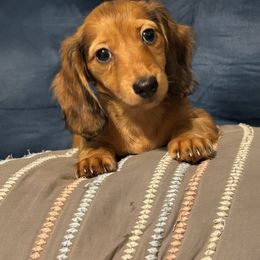 Girl 2 - Black and tan female Dachshund puppy in Navarre, Florida from Sonia’s Creamsicle Dachshunds