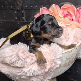 Charlie - Phantom male Springerdoodle puppy in Fargo, North Dakota from Dakota SpringerDoodles