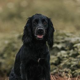 Luna - English Cocker Spaniel