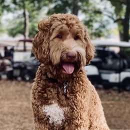 Oaklee - Australian Labradoodle