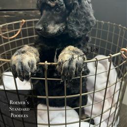 Phantom Female - Phantom female Poodle puppy in Wabasha, Minnesota from Roemer’s Standard Poodles
