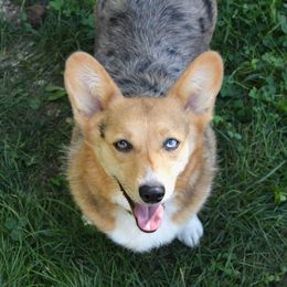 Trixie - American Corgi