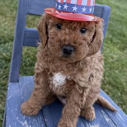 Jagger - Red  male Goldendoodle puppy in Huntington, Utah from Krispydoodle