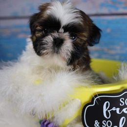 Chinese Crested and Shih Tzu Puppies from OH SO