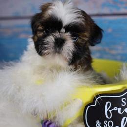 Chinese Crested and Shih Tzu Puppies from OH SO