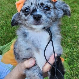 Anne - Merle female Chihuahua puppy in Chesapeake, Virginia from Elsbeth's Chihuahuas