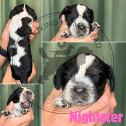 Nightster - Black white and tan female English Springer Spaniel puppy in Fond Du Lac, Wisconsin from Clucking Homestead Springers & Dachshunds