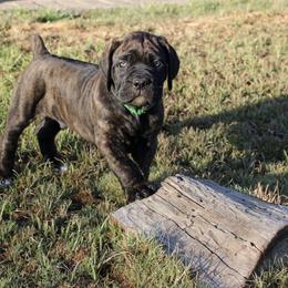 Cane Corso Puppies from Valentina Cane Corso