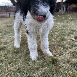 Baby Blue - Bernedoodle puppy from Sweet Tea Kennels
