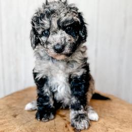 Justin Bieber - Blue merle male Aussiedoodle puppy in Arlington, Washington from Doodle Love Laugh