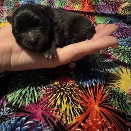 Pomeranian puppies from Cheyenne’s Pups