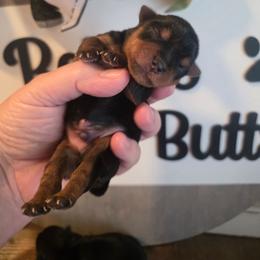 Boy 2 - Black and gold male Yorkshire Terrier puppy in Clermont, Florida from Bella's Prissy Butts
