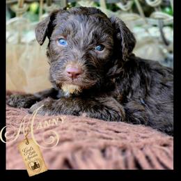 Manny - Price 1000 - Brown and white male Aussiedoodle puppy in Ennis, Texas from God’s Little Aussies