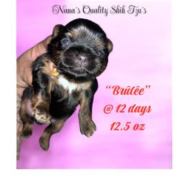 Brûlée - Black and tan female Shih Tzu puppy in Sacramento, California from NANA’S  QUALITY SHIH TZU'S