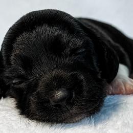 T-Rex - Black and cream male Dachshund puppy in Winamac, Indiana from WZ Kennels