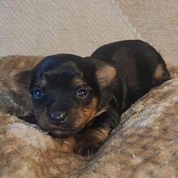 AKC Purebred Yorkshire - Black and tan female Yorkshire Terrier puppy in Cheektowaga, New York from Mike's Puppies