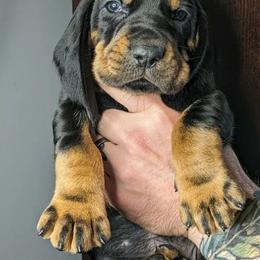 Red Boy - Black and tan male Black and Tan Coonhound puppy in Madisonville, Tennessee from Blackstone Valley Hounds