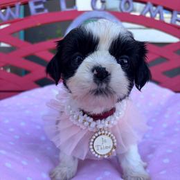 Malorie - Black and white female Shih Tzu puppy in Hemet, California from Aloha Shih Tzu