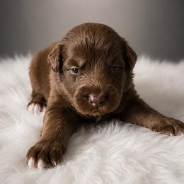 Ferrero - Red tri-color male Australian Shepherd puppy in Fultonville, New York from Sandy Aussies & Pomeranians