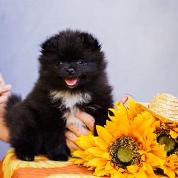 Pomeranian Puppies from Cutie Poms