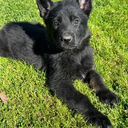 Black Boy - Bi-color German Shepherd puppy in Little Rock, Arkansas from Vom Gonza German Shepherds