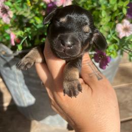 Dahlia - Black and tan female Dachshund puppy in Payette, Idaho from NT Mini Doxies