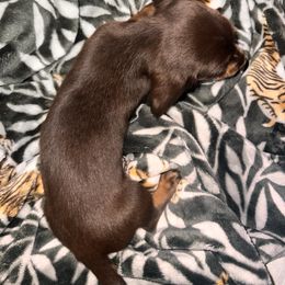 Dachshund Puppies from Garland Weens